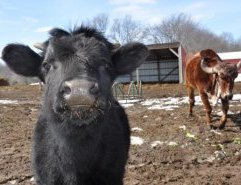 22 Beautiful Photos of Farm Animals Living Out Their Lives in Peace at Farm Sanctuaries