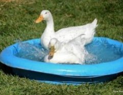 22 Beautiful Photos of Farm Animals Living Out Their Lives in Peace at Farm Sanctuaries