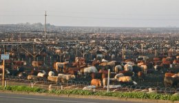LearnFFbeef factory farm-beef
