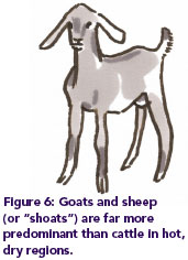 Figure 6: Goats and sheep (or “shoats”) are far more predominant than cattle in hot, dry regions.