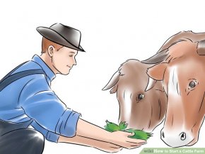 Image titled Start a Cattle Farm Step 8
