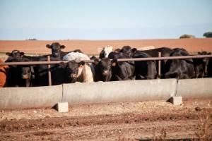 The cattle on our 1000 head