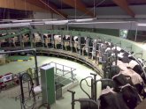 Factory Dairy farms