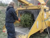 Waste Management Christmas tree Pick up
