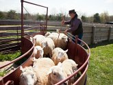 What is a livestock Farm?
