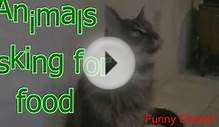 Animals asking for food Funny and cute animal compilation1