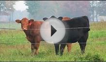 Beef Production - MN Farm & Food - Part 1