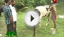 Bhoomigeetham: Cattle farming- The case study of Ratheesh (3)