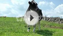 British Farming - Cattle Grazing In Field Stock Video