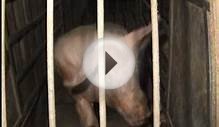 Canadian Government: Ban Animal Factory Farming