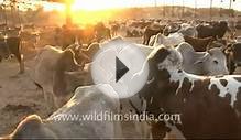 Cattle Farm in Mukam, Rajasthan