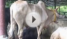 Cow Farming in Kushtia, Bangladesh - 1