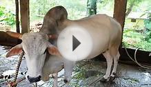Dairy Farming : Gaolao Cattle - Famous Dual Breed Cattle