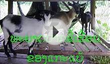 Excema disease in livestock Lao language
