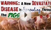 Factory Farm Model Produces Virus Affecting US Pigs