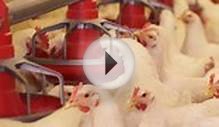 Factory Farming & Food Safety