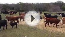Feeding Cattle