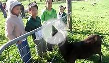 Feeding the Farm Animals at Springhill Farm Part 5