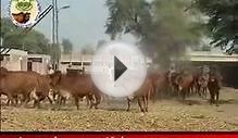 history of sahiwal cow PART 1.flv