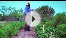 Homestead Food Production - Important Considerations for