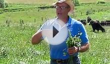 Joel Salatin of Polyface Farms discusses grass-fed cattle