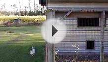 LIVESTOCK - 5-Cent Tour of My Chicken Coop