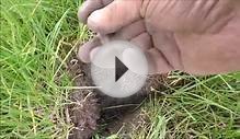 Metal Detecting With Farm Animals, Silver & Stuka