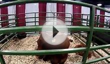 North Carolina State Fair 2014 - Farm Animals, Pigs, Cows