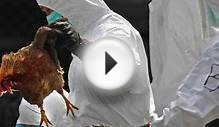 Ontario Poultry Farms Quarantined Over Bird Flu Fears