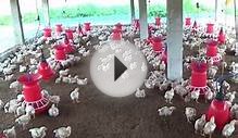 Poultry Farming Good For Small Farmers in India