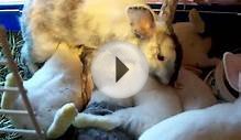 Raising Baby Rabbits for food or Pets!!