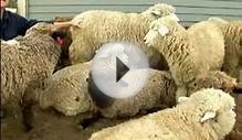 Raising Sheep: Farm Animal Facts : Sheep Breeding Video