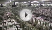 Referendum against factory farming