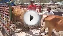 Sahiwal Cattle Fair Dairy Farm Livestock 17 June 2010