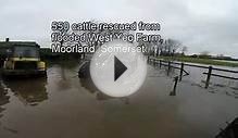 Somerset Floods - 550 cattle rescued from West Yeo Farm