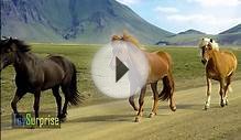 Spanish farm animals. Learn the name of farm animals in