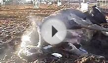 The Brutality of Factory Farms: An Inside Look (VIDEO)