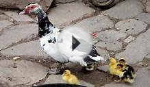 The Domestication History of Muscovy Duck (Cairina moschata)