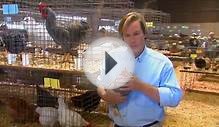 Types of Chickens | Farm Raised Classics With P. Allen Smith