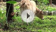 Vechur Cow - a rare cattle breed of Kerala | India Video
