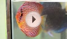 Virtual Tour Of Discus Breeding At Canadian Aqua Farm