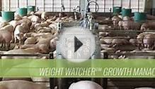 Weight Watcher Growth Management System and Pig Scale