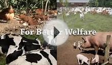 What is Animal Welfare