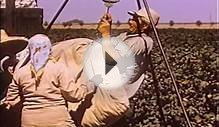 Working Conditions in California Farming 1959